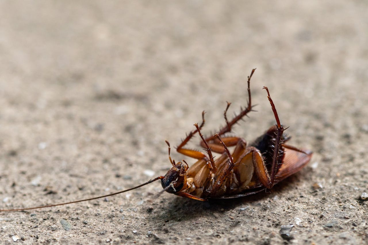 about-img Close-up image of a dead cockroach on a textured surface, showcasing insect detail.