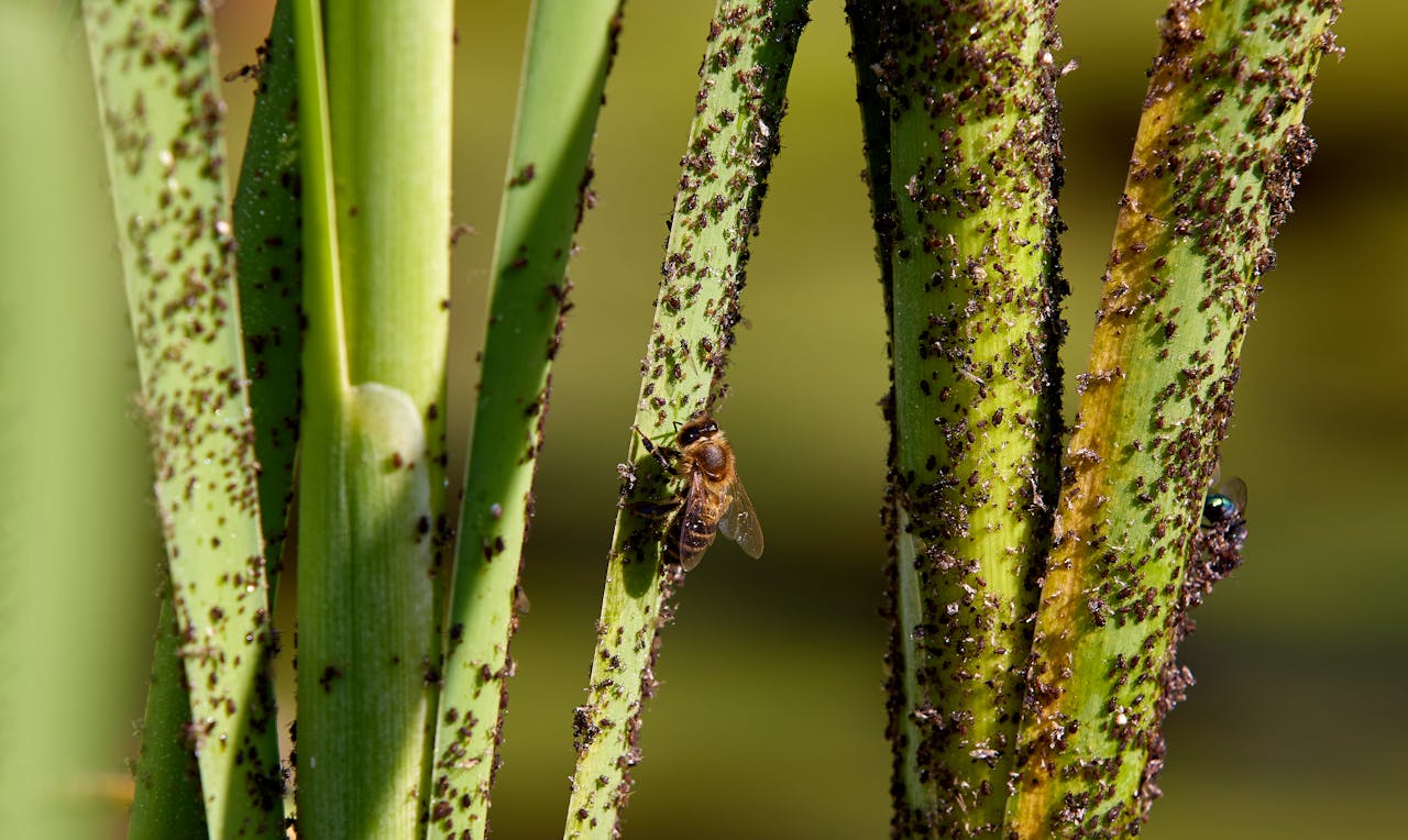 services-03 Close-up image of plant stems infested with aphids, highlighting insect interaction.