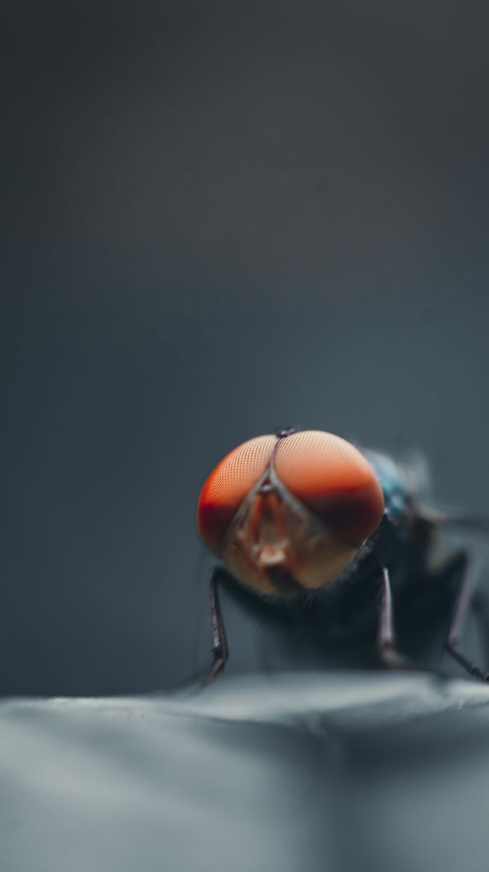 services-02 Detailed macro photograph of a housefly showcasing its vibrant red compound eyes.