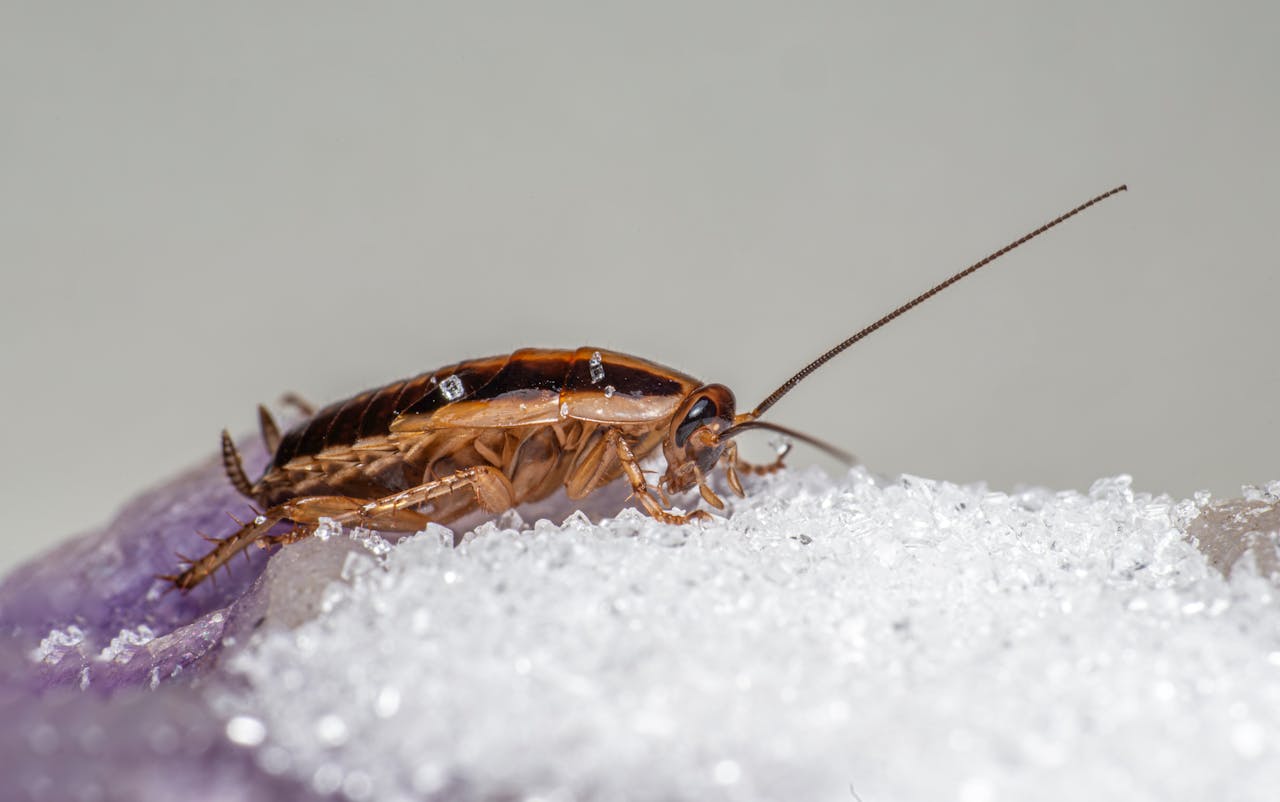 about-02 Macro shot of a German cockroach feeding on sugar crystals.