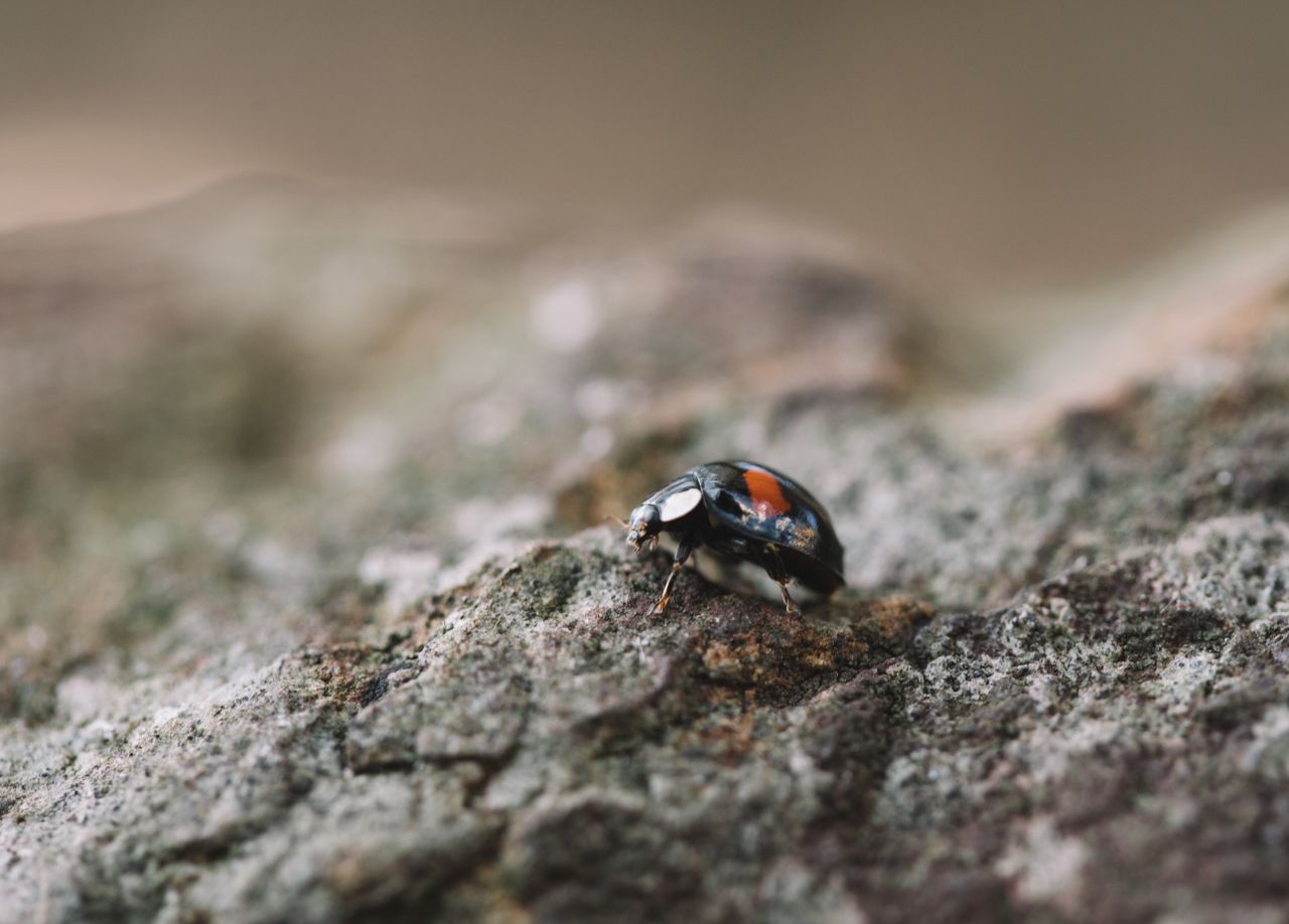 services-04 Macro shot of a ladybug crawling on a textured rock surface outdoors.
