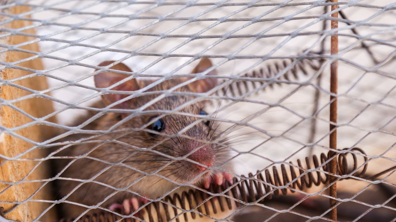 our-experience A close-up shot of a rat peeking through a wire cage, capturing its curious expression.