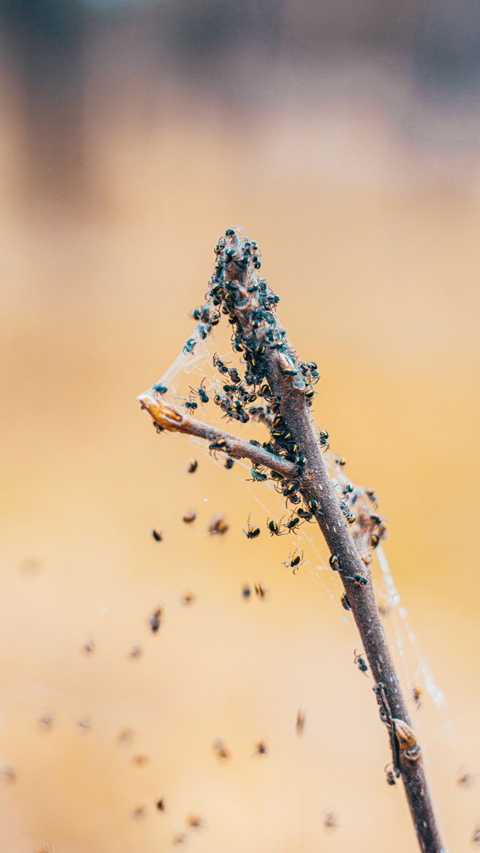 services-01 Detailed view of a swarm of insects on a stick in nature, showcasing busy wildlife activity.