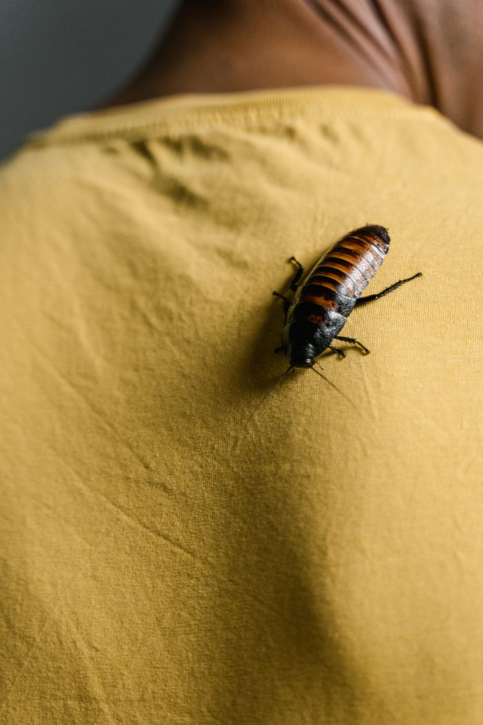 services-img A Madagascar hissing cockroach crawling on a yellow shirt, showcasing insect's details and texture.